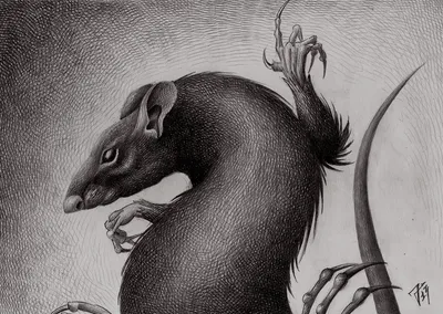 Какие виды крыс наиболее опасные для человека?