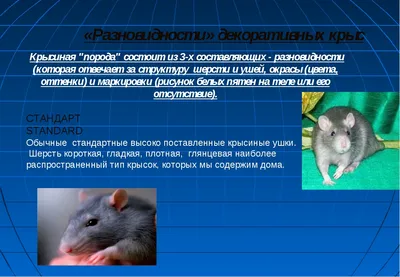Крыса - купить в Пскове