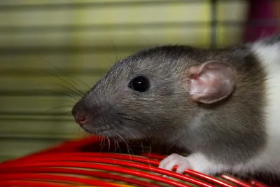 Какие существуют виды домашних крыс?