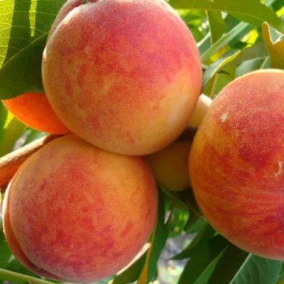 В чём разница между абрикосом, персиком и нектарином | Новости и статьи  ВкусВилл: Москва и область