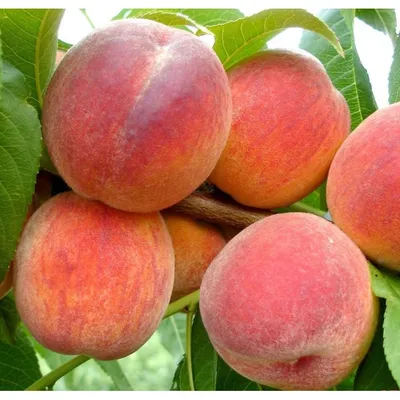 Персик - Persica. Уход и выращивание персикового дерева
