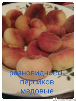 Фермерские продукты Royal Farm - Фото заряжено на аромат, сладость и  сочность🤤⠀ ⠀ 🍑Плоские персики – это природная разновидность обычных  персиков. Просто эта разновидность долгое время нам была неизвестна. А вот в