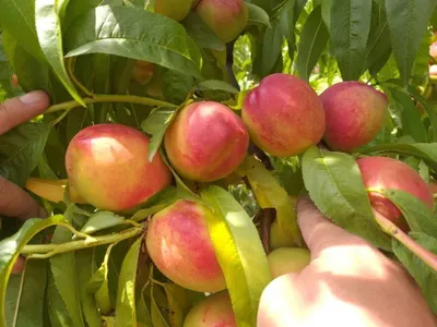 В Темрюкском районе начался сбор урожая персика