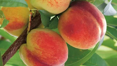 Какие сорта персиков могут расти на севере | НПО «Сады России» — когда сад  в удовольствие! | Дзен