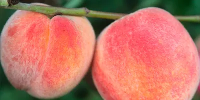 Персик сорт Кинка ( Peach Cinca) Перкоче. Гибрид персика и абрикоса. Обзор  и дегустация - YouTube