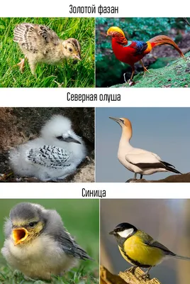 Скворечники для птиц и их разновидности