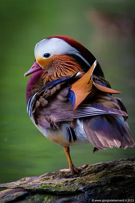 Виды крыльев птиц | Пикабу