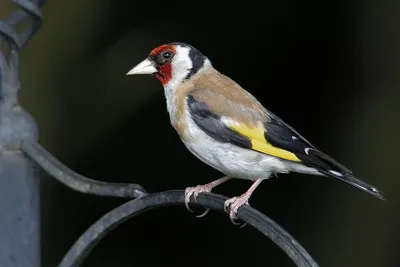 Найденные в тропиках новые виды птиц оказались ядовитыми - Техно