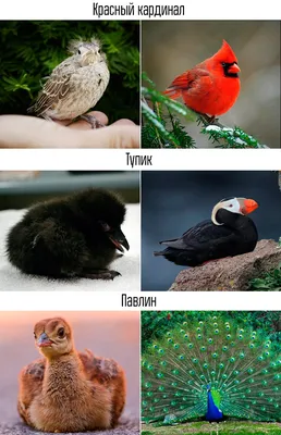 Редкие виды птиц заказника \"Позарым имени В. М. Зимина\" | Русское  географическое общество