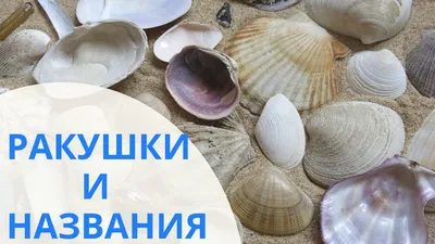 Как образуются морские ракушки? Они бывают такие разные, формой, цветом,  размером. Почему они такими получаются? | Интересные факты | Дзен