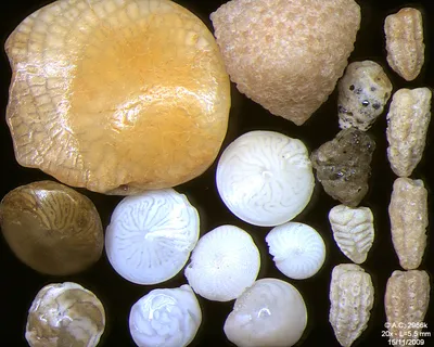 Ракушки Японского моря: двустворчатые моллюски | Видеопособие для  распознавания раковин - YouTube