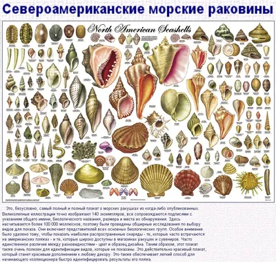 Морские раковины (Северная Америка). | Морские раковины, Художественные  иллюстрации, Вест-индия