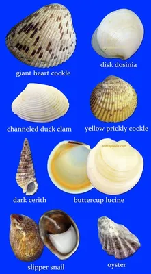 Идеи на тему «Виды ракушек» (34) | морские раковины, ракушки,  ракушкиискусство