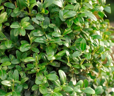 Buxus sempervirens 'Suffruticosa', Самшит вечнозеленый  'Суфрутикоза'|landshaft.info