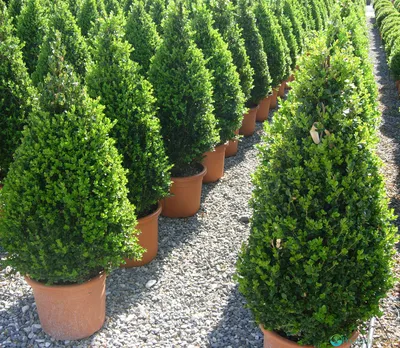 Самшит мелколистный, buxus microphylla