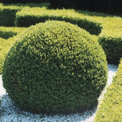 Самшит мелколистный, buxus microphylla