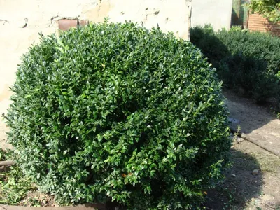 Buxus sempervirens 'Suffruticosa', Самшит вечнозеленый  'Суфрутикоза'|landshaft.info