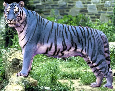 Вымирающие виды тигров с фотографиями и названиями | Мир животных | Дзен