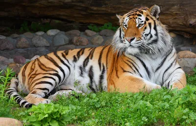 Самые редкие тигры - картинки и фото koshka.top