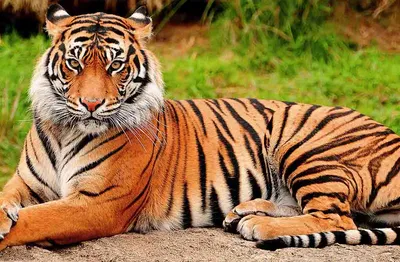 Факты о тиграх - В мире тигров осталось менее семи тысяч. В настоящий  момент все без исключения виды тигров внесены в Красную книгу, а охота на  них запрещена во всех странах. В