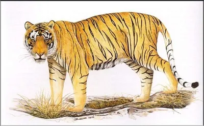 Редчайшие виды тигров на планете | МРОО \"НЭП\" | Дзен