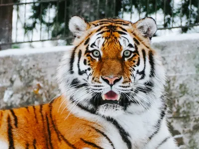Все виды тигров из ныне живущих - YouTube
