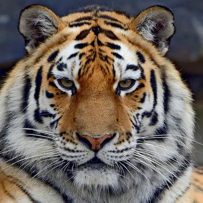 редкие виды тигров, которые обитают. детальный портрет тигра красивого лица  тигра Иллюстрация штока - иллюстрации насчитывающей опасность, цвет:  286977155
