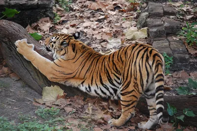 Под угрозой исчезновения: редкие и необычные тигры мира - РИА Новости,  18.11.2010