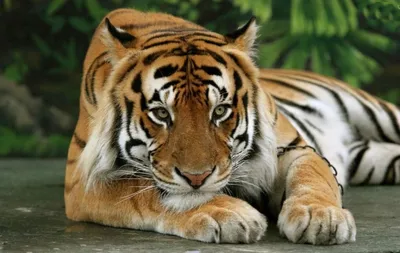 Зоопарк Биопарк - Белые тигры – цветные разновидности... | Facebook