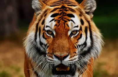 Спасая тигра, спасаем всю природу - KP.RU
