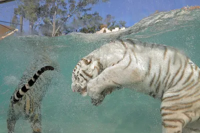 Суматран Тигр, Panthera Tigris Sumatrae Стоковое Изображение - изображение  насчитывающей угрожано, фауна: 160284725