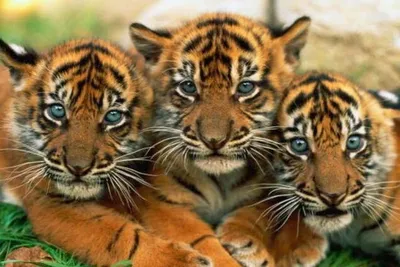 Тигр (Panthera tigris) » Magnus Felidae (Великие Кошачьи) - красота и  превосходство!