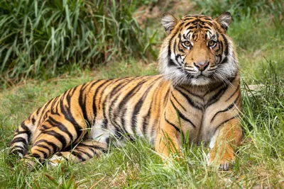 В дикой природе Вьетнама осталось не более пяти тигров - ТАСС