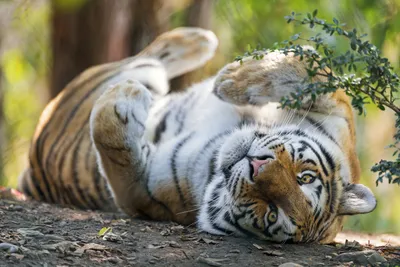 В России появились новые ареалы обитания амурских тигров: Природа: Моя  страна: Lenta.ru