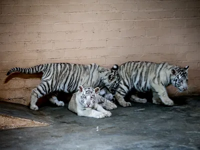 Тигр - Животный мир