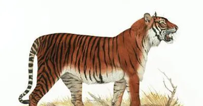 День тигра: интересные факты и забавные фото малышей | Обозреватель