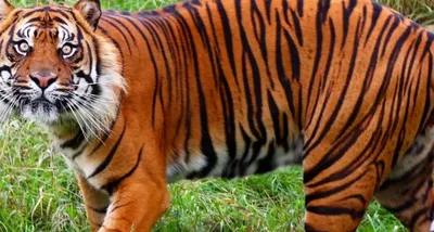 WWF: В дикой природе Вьетнама осталось не более пяти тигров | УНИАН