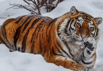 Факты о тиграх, что вы не знали⤵️ 1. Тигры способны скрещиваться со львами.  2. В мире тигров осталось менее семи тысяч. В настоящий… | Instagram