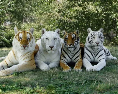 Кто такие тигры - описание животного, где живут (среда обитания в природе),  виды тигров