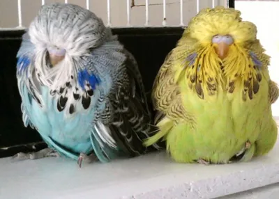 Разновидности волнистых попугаев фото фото