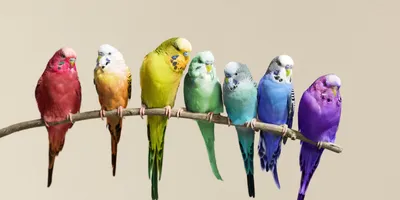 Отличия чешских волнистых попугаев | Птица дома | Дзен