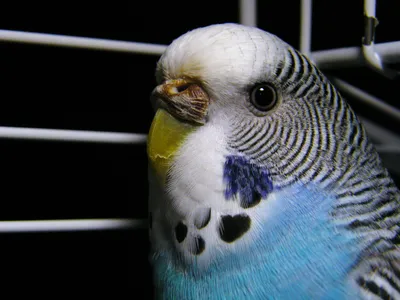 Редкие окрасы волнистых попугаев - 74 фото