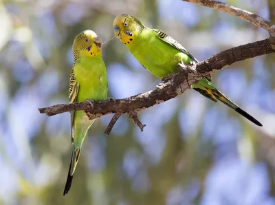Разновидности волнистых попугайчиков | это... Что такое Разновидности  волнистых попугайчиков?