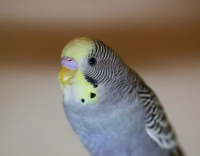 Часть: 1 Болезни волнистых попугаев и как с ними бороться // как выглядит  больной попугай? - YouTube