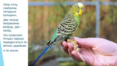 Выставочный волнистый попугай (Чех) - «Общительная и преданная птица с  хорошим произношеним человеческой речи.» | отзывы
