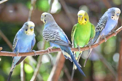 Разновидности волнистых попугаев (55 фото) - красивые фото и картинки  pofoto.club
