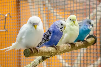 Содержание мелких и средних попугаев