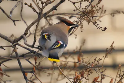 Городские птицы, красивые и разные | Пикабу