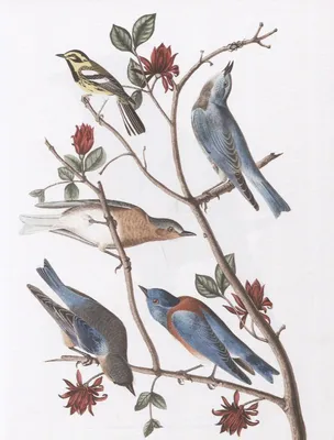 Иллюстрация какие разные птицы! в стиле другое | Illustrators.ru