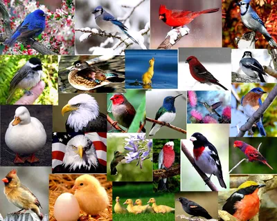 Такие разные птицы, , АСТ купить книгу 978-5-17-093366-2 – Лавка Бабуин,  Киев, Украина